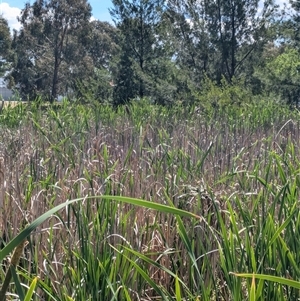 Acrocephalus australis at Franklin, ACT by chriselidie