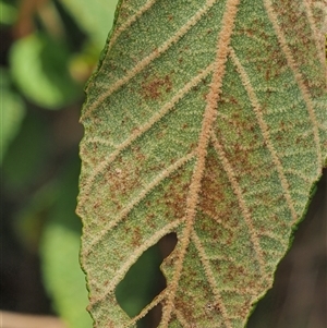 Uredo spyridii at Uriarra Village, ACT - 22 Nov 2024