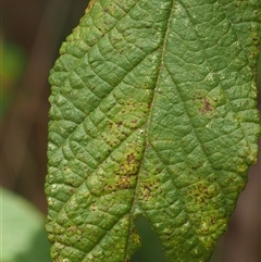 Uredo spyridii at Uriarra Village, ACT - 22 Nov 2024