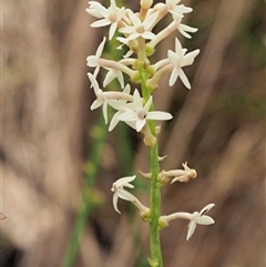 Stackhousia monogyna (Creamy Candles) at Uriarra Village, ACT - 22 Nov 2024 by KenT