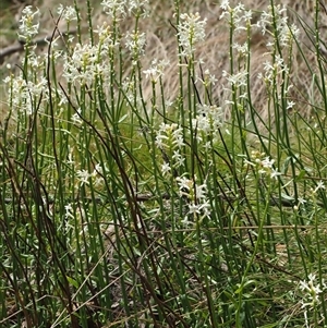 Stackhousia monogyna at Uriarra Village, ACT - 22 Nov 2024 11:13 AM