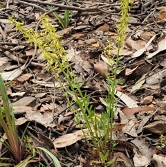 Stackhousia viminea at Uriarra Village, ACT - 21 Nov 2024 08:28 AM