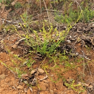 Stackhousia viminea at Uriarra Village, ACT - 21 Nov 2024 08:28 AM