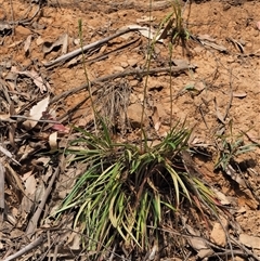 Stylidium armeria subsp. armeria (trigger plant) at Uriarra Village, ACT - 20 Nov 2024 by KenT