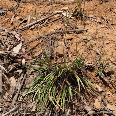 Stylidium armeria subsp. armeria (trigger plant) at Uriarra Village, ACT - 20 Nov 2024 by KenT