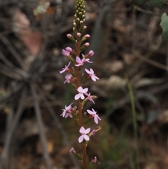 Stylidium armeria subsp. armeria (trigger plant) at Uriarra Village, ACT - 21 Nov 2024 by KenT