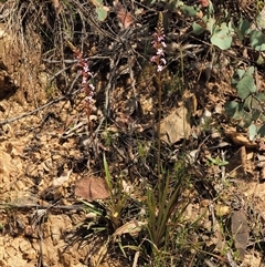 Stylidium armeria subsp. armeria at Uriarra Village, ACT - 21 Nov 2024