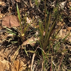 Stylidium armeria subsp. armeria at Uriarra Village, ACT - 21 Nov 2024 01:57 PM