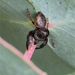 Simaethula sp. (genus) at Tarago, NSW - 3 Dec 2024 by clarehoneydove