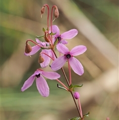 Tetratheca bauerifolia (Heath Pink-bells) at Uriarra Village, ACT - 21 Nov 2024 by KenT