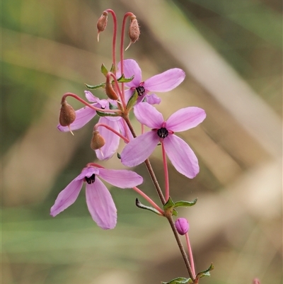 Tetratheca bauerifolia (Heath Pink-bells) at Uriarra Village, ACT - 22 Nov 2024 by KenT