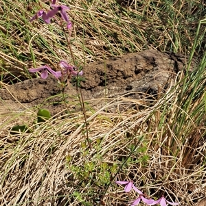 Tetratheca bauerifolia at Uriarra Village, ACT - 22 Nov 2024