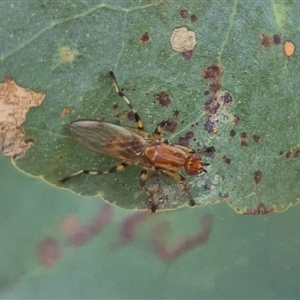 Sapromyza riparia at Bungendore, NSW - 2 Dec 2024