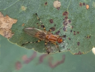 Sapromyza riparia (Acalyptrate Fly) at Bungendore, NSW - 2 Dec 2024 by clarehoneydove