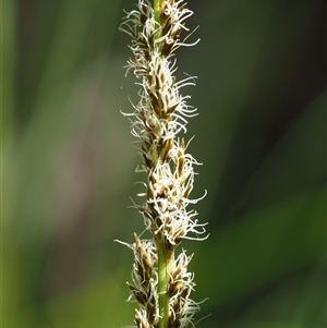 Carex appressa (Tall Sedge) at Uriarra Village, ACT by KenT