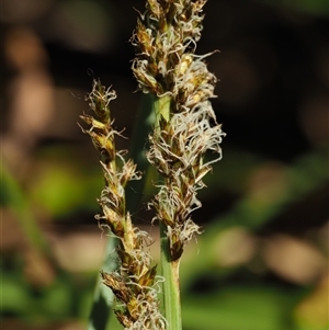 Carex appressa at Uriarra Village, ACT - 3 Oct 2024 12:04 PM