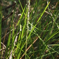 Carex appressa at Uriarra Village, ACT - 3 Oct 2024 12:04 PM