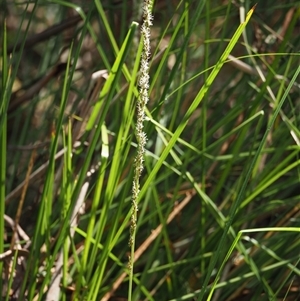 Carex appressa at Uriarra Village, ACT - 3 Oct 2024 12:04 PM