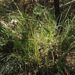 Carex appressa at Uriarra Village, ACT - 3 Oct 2024 12:04 PM