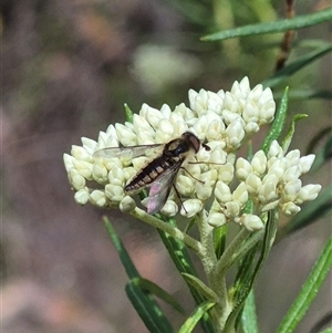 Trichophthalma sp. (genus) at Bungendore, NSW - suppressed