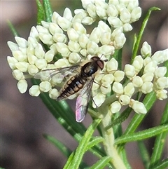 Trichophthalma sp. (genus) at Bungendore, NSW - suppressed