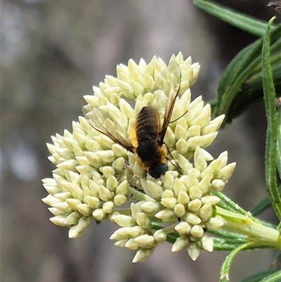 Comptosia sp. (genus) (Unidentified Comptosia bee fly) at Bungendore, NSW - 1 Dec 2024 by clarehoneydove