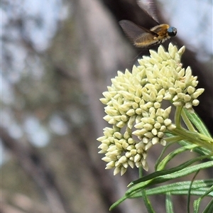 Comptosia sp. (genus) at Bungendore, NSW - suppressed