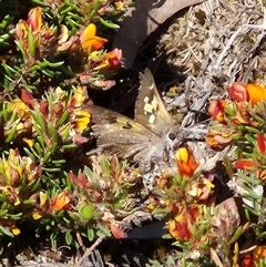 Trapezites phigalia (Heath Ochre) at Bungendore, NSW - 10 Nov 2024 by clarehoneydove