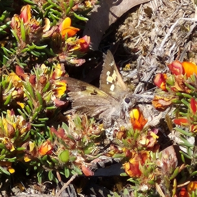 Trapezites phigalia (Heath Ochre) at Bungendore, NSW - 10 Nov 2024 by clarehoneydove