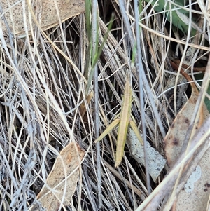 Keyacris scurra (Key's Matchstick Grasshopper) at Bungendore, NSW by clarehoneydove