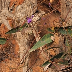 Hardenbergia violacea (False Sarsaparilla) at Uriarra Village, ACT - 3 Oct 2024 by KenT