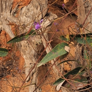 Hardenbergia violacea at Uriarra Village, ACT - 3 Oct 2024 01:55 PM