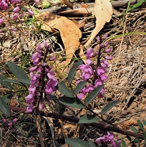 Indigofera australis subsp. australis (Australian Indigo) at Uriarra Village, ACT by KenT