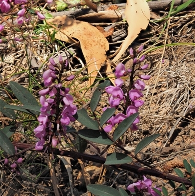 Indigofera australis subsp. australis (Australian Indigo) at Uriarra Village, ACT - 3 Oct 2024 by KenT