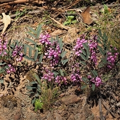 Indigofera australis subsp. australis at Uriarra Village, ACT - 3 Oct 2024 01:50 PM