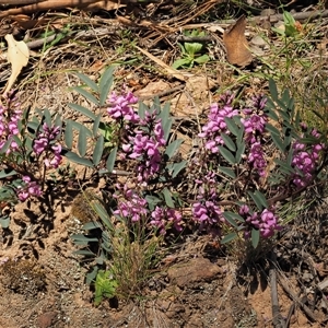 Indigofera australis subsp. australis at Uriarra Village, ACT - 3 Oct 2024 01:50 PM