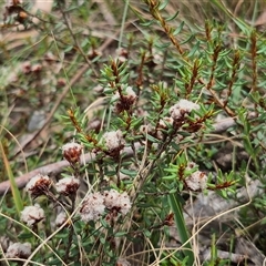 Unidentified Plant at Monga, NSW - 27 Nov 2024 by clarehoneydove