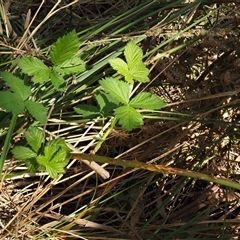 Kuehneola uredinis at Uriarra Village, ACT - 3 Oct 2024