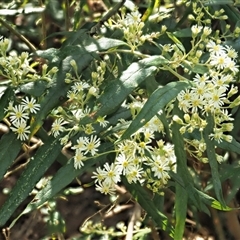 Olearia lirata (Snowy Daisybush) at Uriarra Village, ACT - 3 Oct 2024 by KenT