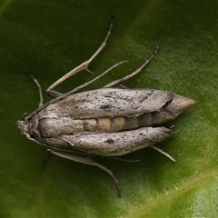 Unidentified Moth (Lepidoptera) at Monash, ACT - 22 Nov 2024 by debhart