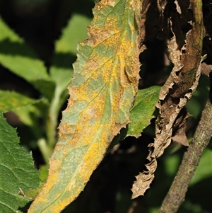 Puccinia lagenophorae at Uriarra Village, ACT - 3 Oct 2024 11:08 AM