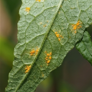 Puccinia lagenophorae at Uriarra Village, ACT - 3 Oct 2024 11:08 AM