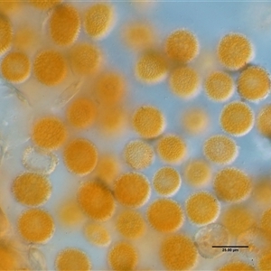 Puccinia lagenophorae at Uriarra Village, ACT - 3 Oct 2024 11:08 AM