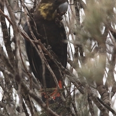 Calyptorhynchus lathami lathami (Glossy Black-Cockatoo) at Bundanoon, NSW - 17 Jun 2020 by GITM1