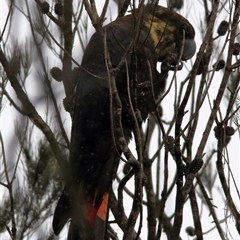 Calyptorhynchus lathami lathami at Bundanoon, NSW - suppressed