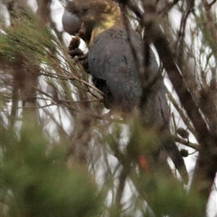 Calyptorhynchus lathami lathami at Bundanoon, NSW - suppressed