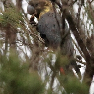 Calyptorhynchus lathami lathami at Bundanoon, NSW - 17 Jun 2020