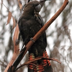 Calyptorhynchus lathami lathami at Bundanoon, NSW - 17 Jun 2020