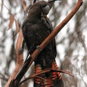 Calyptorhynchus lathami lathami at Bundanoon, NSW - suppressed