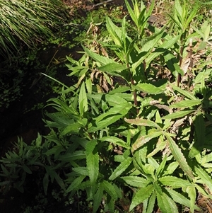 Senecio minimus (Shrubby Fireweed) at Uriarra Village, ACT by KenT